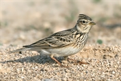 11010 Eurasian Skylark