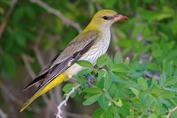 11012 Eurasian Golden Oriole