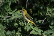 11014 Eurasian Golden Oriole