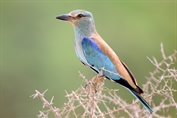 11016 European Roller