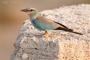 11017 European Roller