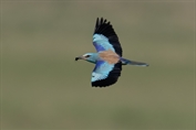 11019 European Roller
