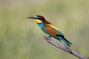 11020 European Bee-eater
