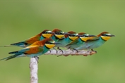 11021 European Bee-eater