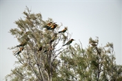 11022 European Bee-eater