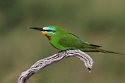 11023 Blue-cheeked Bee-eater