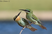 11024 Blue-cheeked Bee-eater