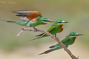 11025 Blue-cheeked Bee-eater