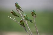 11026 Blue-cheeked Bee-eater