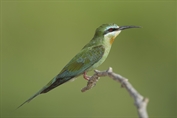 11027 Blue-cheeked Bee-eater