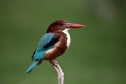 11028 White-throated Kingfisher