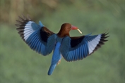 11030 White-throated Kingfisher