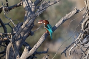 11031 White-throated Kingfisher