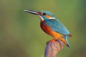 11032 Common Kingfisher