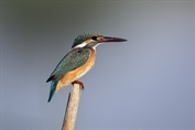 11033 Common Kingfisher