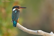 11034 Common Kingfisher