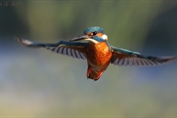 11035 Common Kingfisher