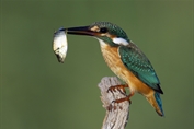 11036 Common Kingfisher