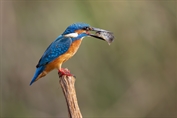 11037 Common Kingfisher
