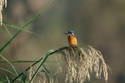 11038 Common Kingfisher