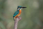 11039 Common Kingfisher