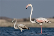 11040 Greater Flamingo