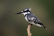 11041 Pied Kingfisher