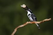 11042 Pied Kingfisher