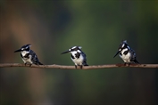 11043 Pied Kingfisher