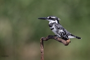 11044 Pied Kingfisher