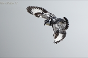 11045 Pied Kingfisher