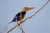 11047 Grey-Headed Kingfisher