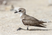11049 Tibetan Sand Plover