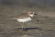 11050 Greater Sand Plover