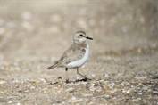 11051 Greater Sand Plover