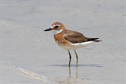 11052 Greater Sand Plover