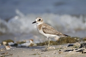 11053 Greater Sand Plover
