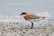 11054 Tibetan Sand Plover
