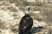 11057 Masked Booby