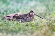 11058 Pin-tailed Snipe