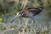 11059 Jack Snipe