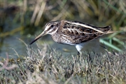 11060 Jack Snipe