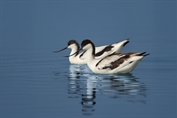 11061 Pied Avocet