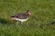 11063 Eurasian Common Snipe