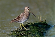 11064 Eurasian Common Snipe