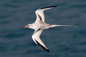 11065 Arabian Tropicbird