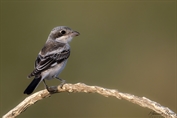11071 Woodchat Shrike
