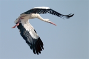 11073 Western White Stork