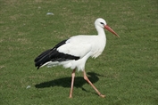 11074 Western White Stork