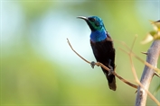 11076 Purple Sunbird
